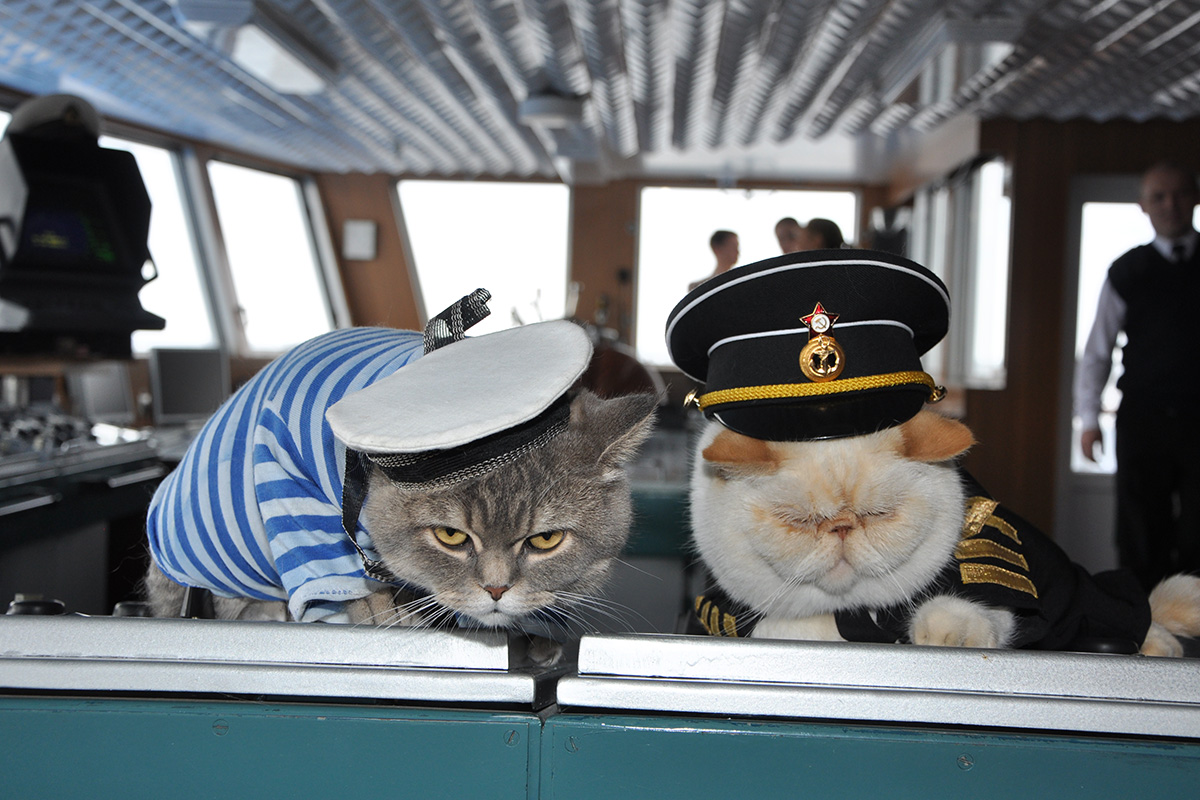 cat captain