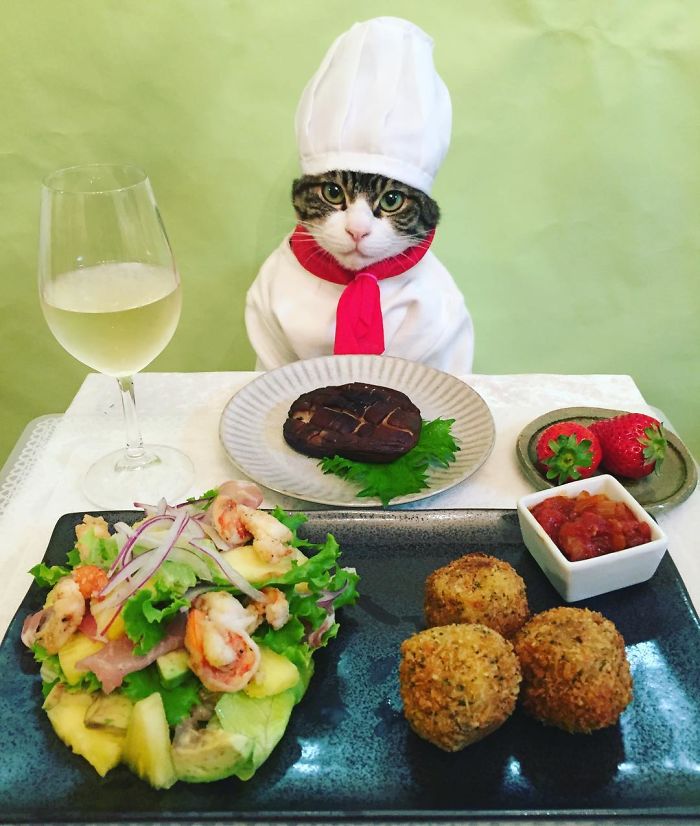 cat chef