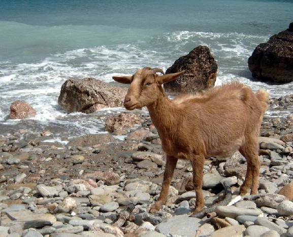 goat at sea.png