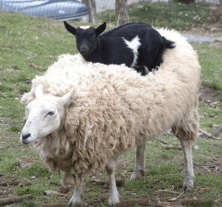 goat on sheep