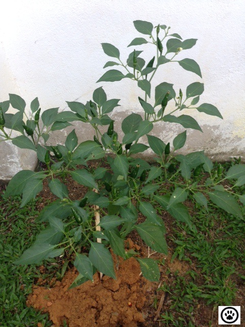 green chili from my yard