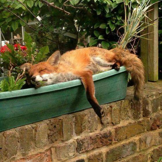 lazy fox