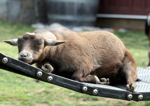 lazy goat