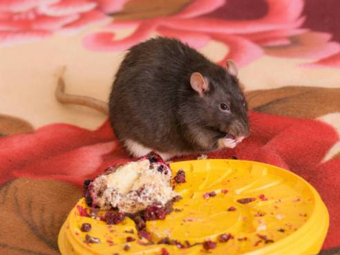 rat eating pie