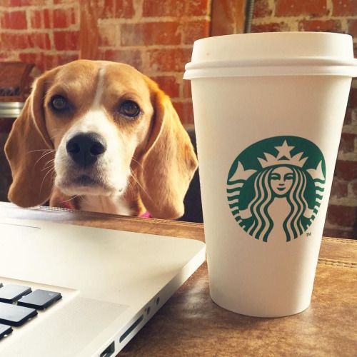 coffe &amp; beagle