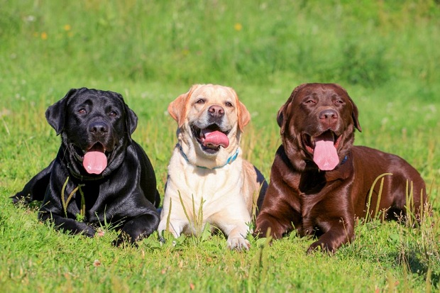 beautiful labs