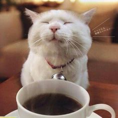 cat loves coffee