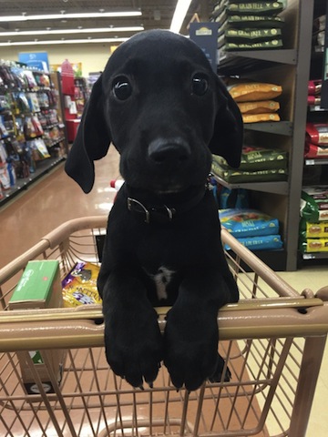 cute doggie on shopping cart