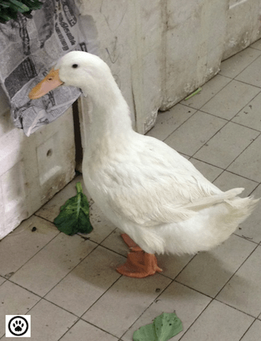 duck at the market.png