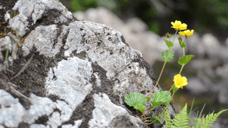 giphy-downsized-large