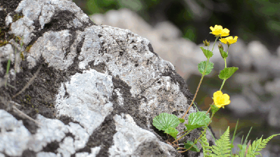 giphy-downsized-large