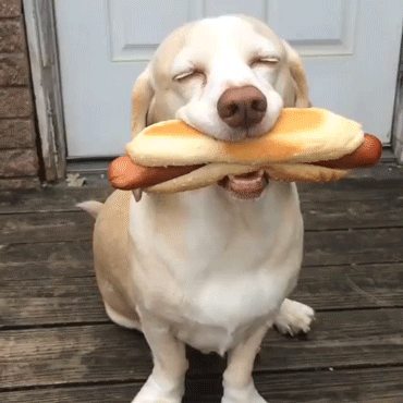 happy dog with good food