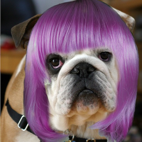 purplexed dog
