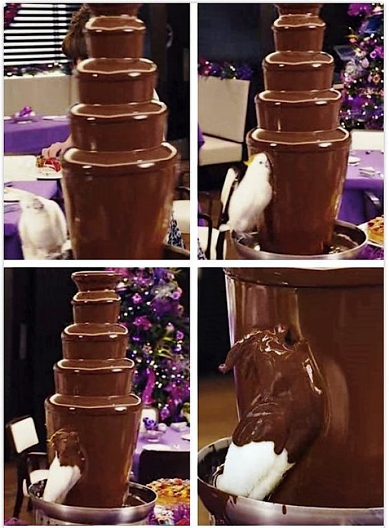 bird choc bath