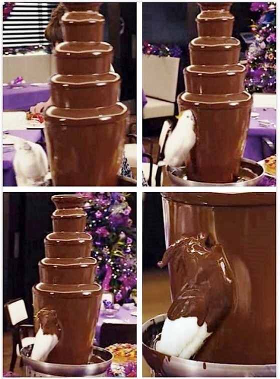 bird choc bath