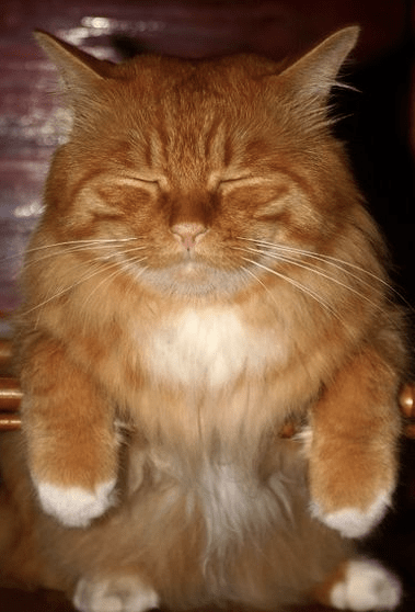 cat meditating