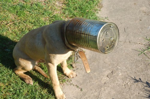 dog stuck in can