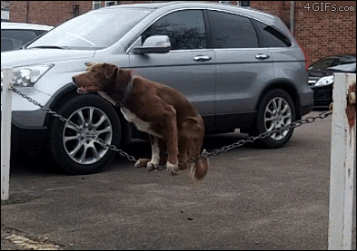 008-funny-animal-gifs-dog-balancing