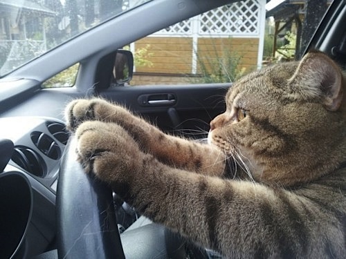 cat driving