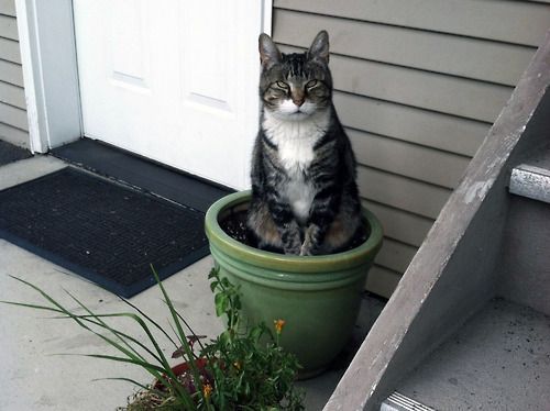 cute cat on flower pot