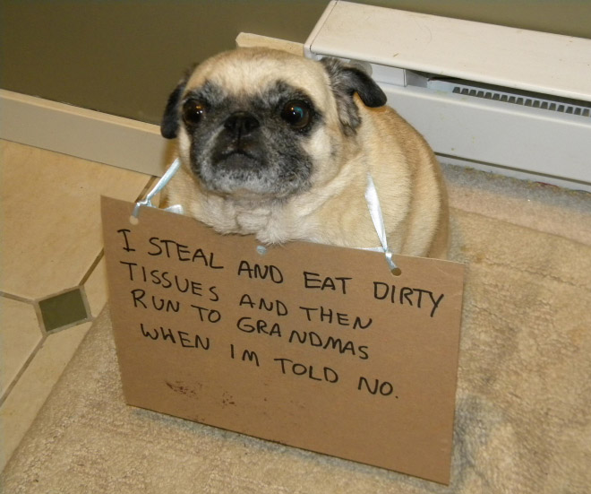 cute guilty dog