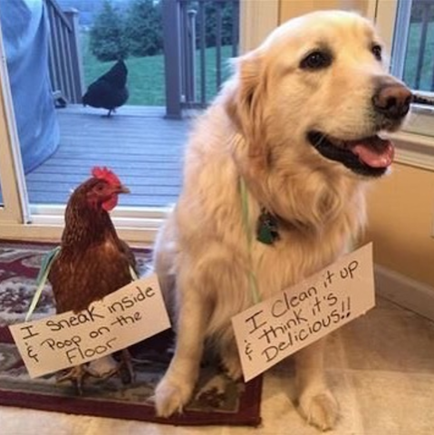 funny dog and rooster.png
