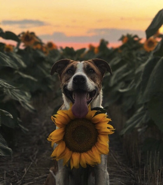 sunflower dog