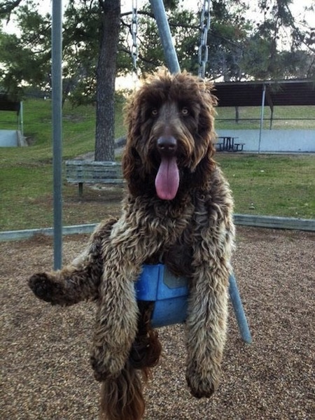 big dog on swing