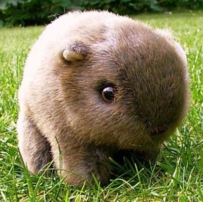cute baby wombat