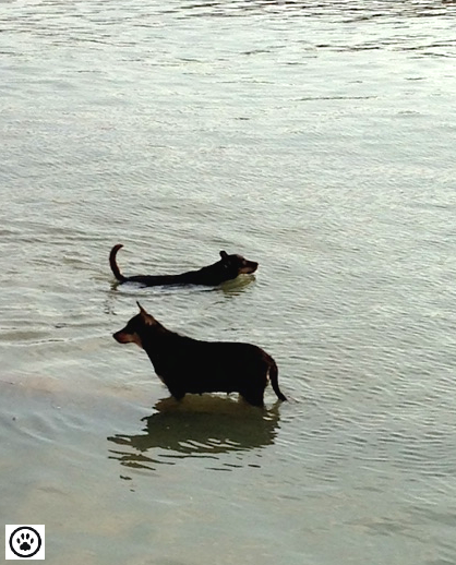 cute dogs taking a dip