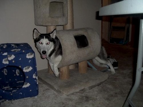 husky fooling around