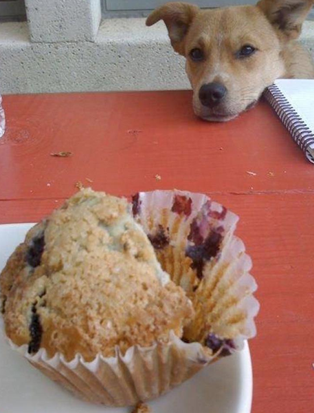 muffin dog