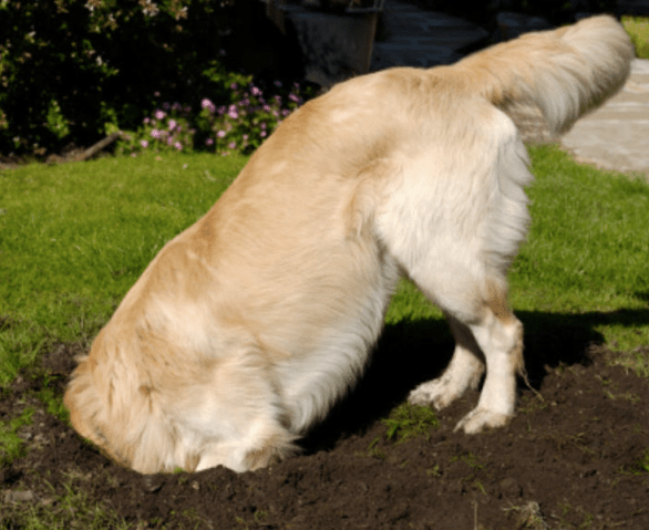 cute dog digging.png