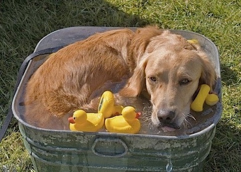 cute doggie wit rubber ducky