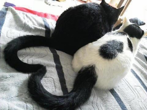 heart tails