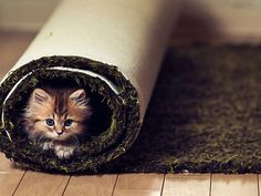 kitty in rolled carpet
