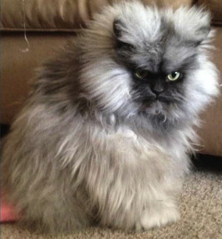 cute cat in bad mood