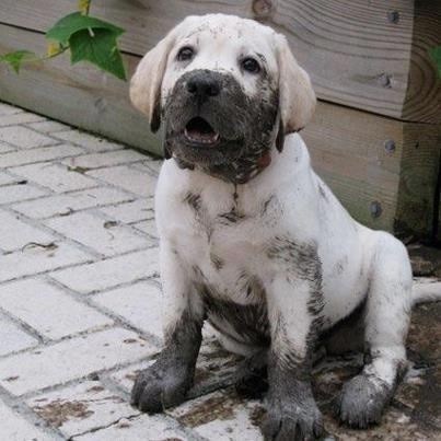 cute puppy dirty face