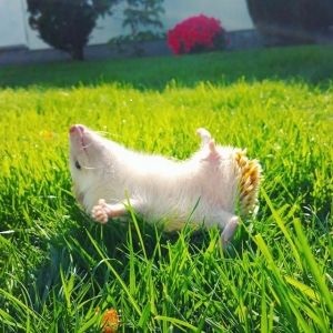 hedgehog enjoying the sun