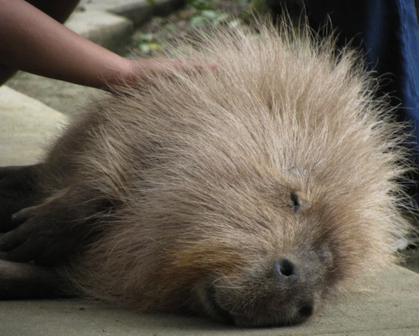 cute capybara