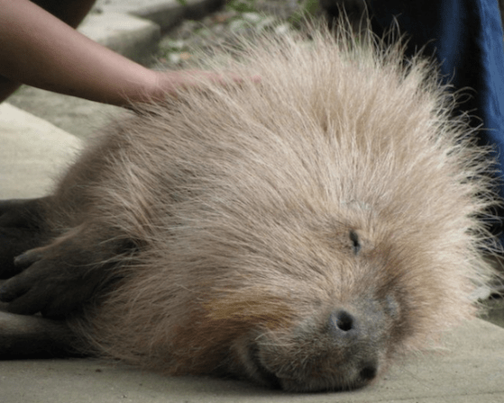 cute capybara