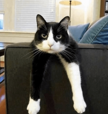 cute cat imperfect.png