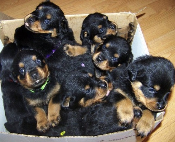 cute rotties