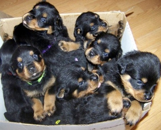 cute rotties