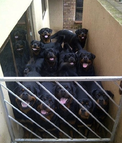 cute rotties