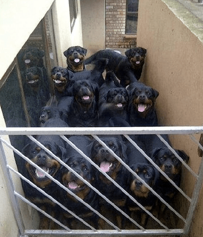 cute rotties