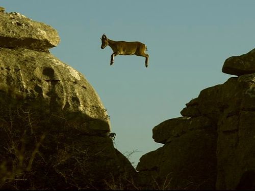 goat jump off cliff