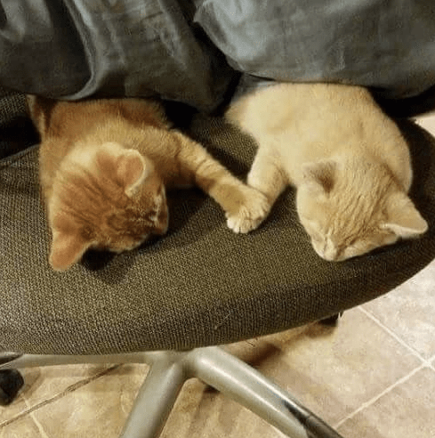 cats holding paws.png