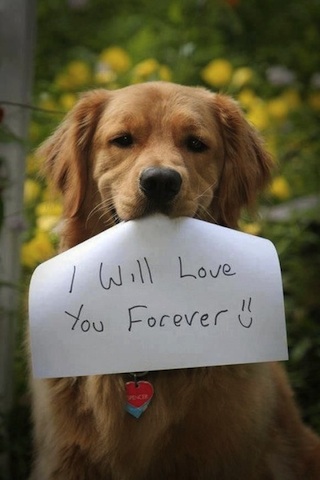 cute dog i love you