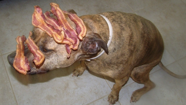 dog with bacon